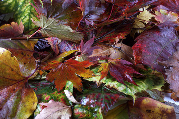 Autumn leaves background