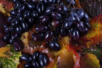 Black grape on autumn leaves