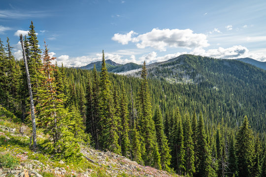 The Washington Section of the Pacific Crest Trail in the North Cascades with view of the mountains and pines.
