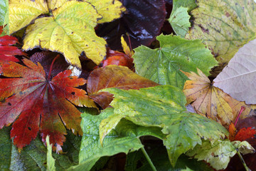 Autumn leaves background