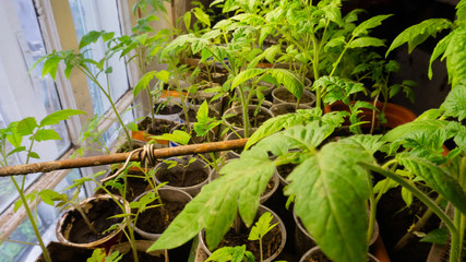 growing seedlings. tomato and cucumber sprouts. vegetables. in the house.