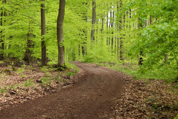 Bright green trees on a path in the forest