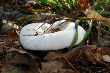  Mushrooms in the autumn forest © moniadk