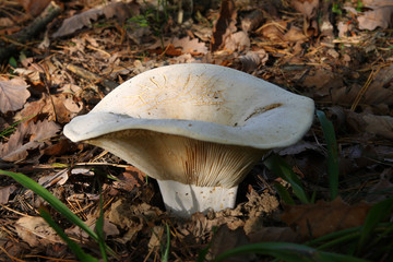  Mushrooms in the autumn forest © moniadk