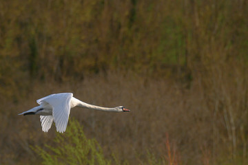 Łabedz w locie tuz nad jeziorem © Pawel