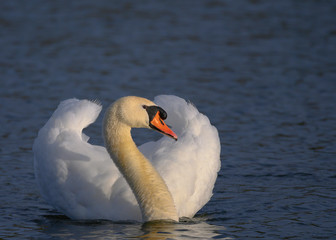 Obraz premium Łabedz na wodzie pozuje do zdjeć