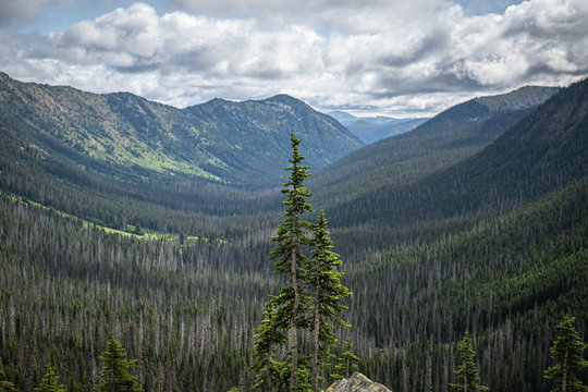 The Washington Section of the Pacific Crest Trail in the North Cascades with view of single evergreen pine overlooking vast pine covered valley.