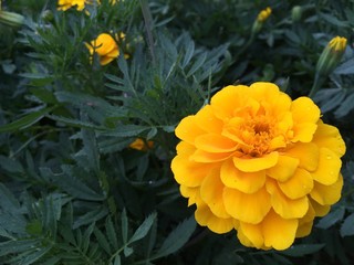 Marigold flowers and green background