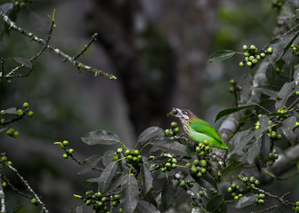 The white-cheeked barbet, enjoying berry of banyan tree with green background, and berry's all around.