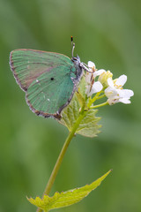 Lycaenidae / Zümrüt / / Callophrys rubi