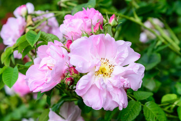 Fototapeta premium Large green bush with fresh vivid pink roses and green leaves in a garden in a sunny summer day, beautiful outdoor floral background photographed with soft focus 