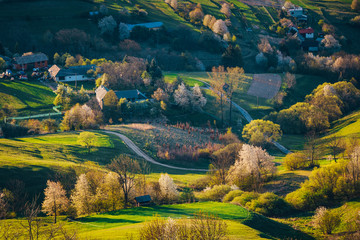 Unique ecological land management near Hrinova with fieldsand meadows for breeding cows and sheep for home production of cheese on spring day with blooming trees