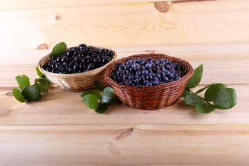 Blueberry harvest. Different varieties - Vaccinium corymbosum and Vaccinium uliginosum.