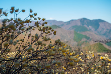 ミツマタ ミツバ岳登山道