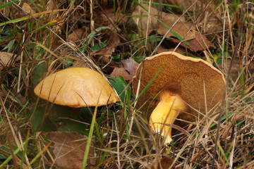  Mushrooms in the autumn forest © moniadk