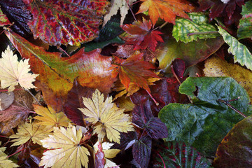 Obraz premium Autumn leaves background