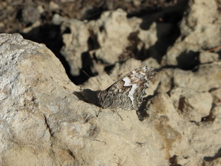 butterfly