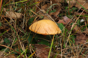  Mushrooms in the autumn forest © moniadk
