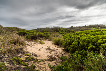 Fototapeta na wymiar Dunes at the beach of the Camel Rock bay in New South Wales, Australia at a cloudy and windy day in summer with strong waves in the ocean. 