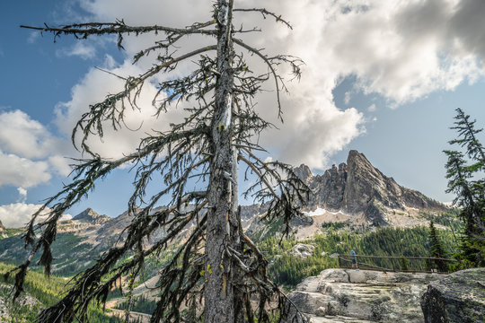 The Washington Section of the Pacific Crest Trail in the North Cascades with view of rocky mountains and large tree in foreground.