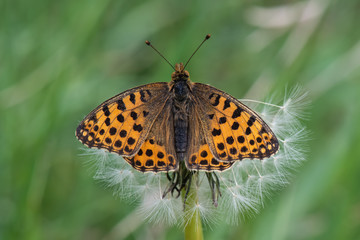 Nymphalidae / İspanyol Kraliçesi / / Issoria lathonia
