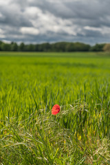 Single poppy in a field with young rye.