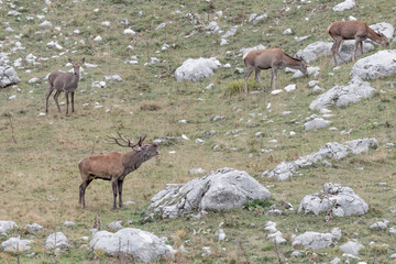 Herd of deer in rutting season (Cervus elaphus)