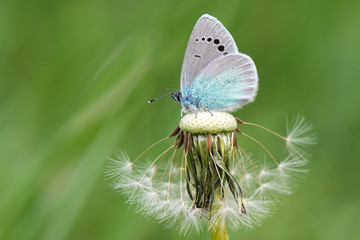 Lycaenidae / Karagözmavisi / / Glaucopsyche alexis