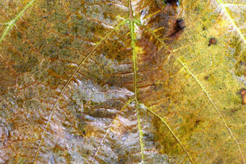 Autumn leaf background