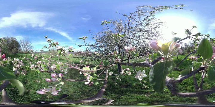 360VR, Apfelbl&uuml;te im Streuobstgebiet, Alte Apfelb&auml;ume, VR360