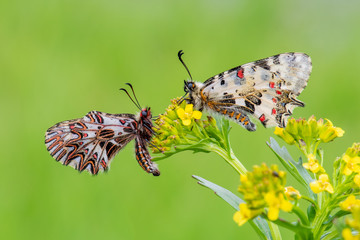 Papilionidae / Orman Fistosu / / Zerynthia cerisyi