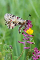 Papilionidae / Orman Fistosu / / Zerynthia cerisyi