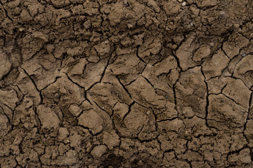 dried cracked tracks on the ground from wheels in the mud on an abandoned road