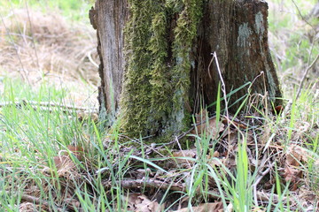 Obraz premium Ohne moos nix los -nothing going without moss