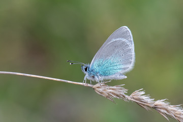 Lycaenidae / Karagözmavisi / / Glaucopsyche alexis