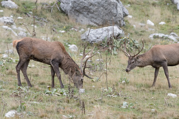 Two red deer in Alps mountains (Cervus elaphus)