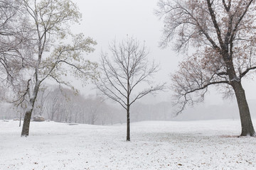 Fototapeta premium snowy meadow full of leafless trees during christmas in central park, between the fog in the background you can see the buildings of Manhattan