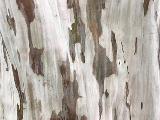Grey bark of a eucalyptus