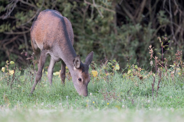 At the edge of the forest, closeup of Red deer female (Cervus elaphus)