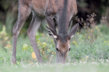 Red deer female in autumn season (Cervus elaphus)