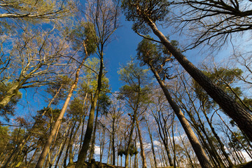 Pfälzer Wald, Jakobsweg Pfalz Nord bei Landstuhl