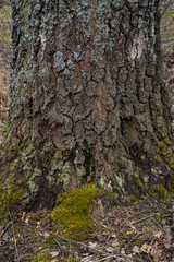 moss and lichen on a tree trunk