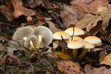  Mushrooms in the autumn forest © moniadk