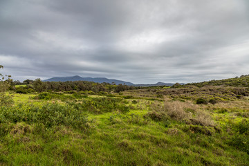 Fototapeta premium Dunes at the beach of the Camel Rock bay in New South Wales, Australia at a cloudy and windy day in summer with strong waves in the ocean. 