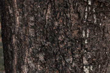 tree bark texture