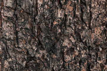 tree bark texture