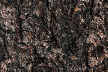 tree bark texture
