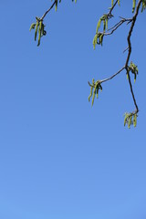 Nussbaum blühend vor blauem Himmel