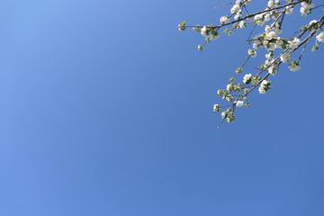 Blühender Apfelbaum mit viel Himmel