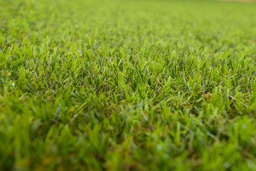 Green grass background texture with shallow depth of field